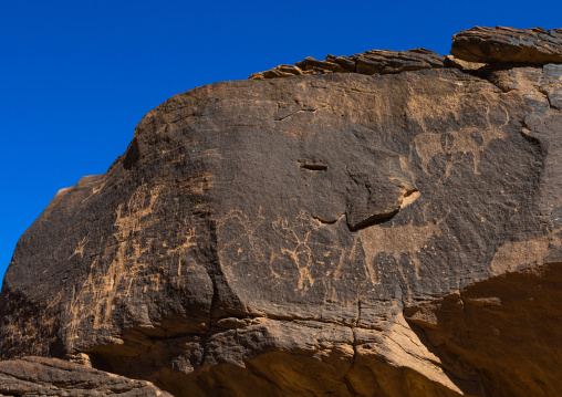 Petroglyphs on a rock depicting cows, Najran Province, Najd Khayran, Saudi Arabia