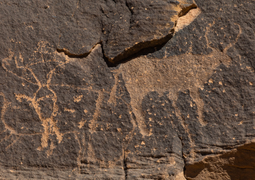 Petroglyphs on a rock depicting cows, Najran Province, Najd Khayran, Saudi Arabia
