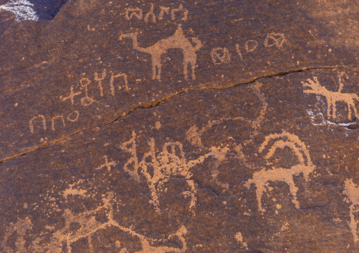 Petroglyphs rock art depicting camels and ibex, Najran Province, Najd Khayran, Saudi Arabia