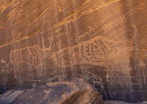 Petroglyphs on a rock depicting cows, Najran Province, Minshaf, Saudi Arabia