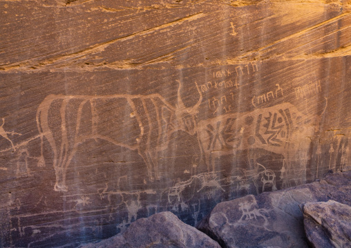 Petroglyphs on a rock depicting cows, Najran Province, Minshaf, Saudi Arabia