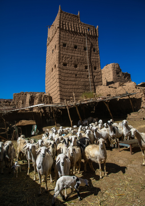 Sheeps in the courtyard of a traditional old multi-storey mud house, Asir province, Dahran Aljanub, Saudi Arabia