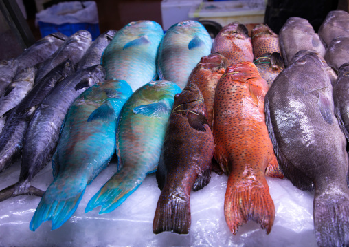 Colorful fishes in the fish market, Mecca province, Jeddah, Saudi Arabia