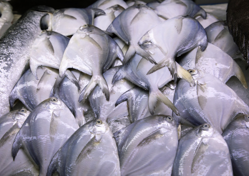 Fishes for sale in the fish market, Mecca province, Jeddah, Saudi Arabia