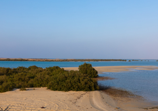 Empty beach with mangrove, Red Sea, Farasan, Saudi Arabia
