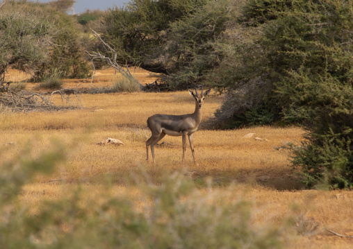 Arabian gazelle in the natural reserve, Red Sea, Farasan, Saudi Arabia