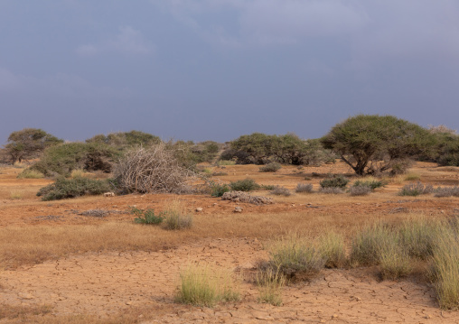Dry mud in the natural reserve, Red Sea, Farasan, Saudi Arabia
