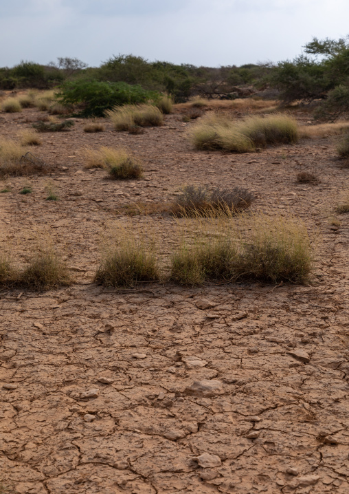 Dry mud in the natural reserve, Red Sea, Farasan, Saudi Arabia