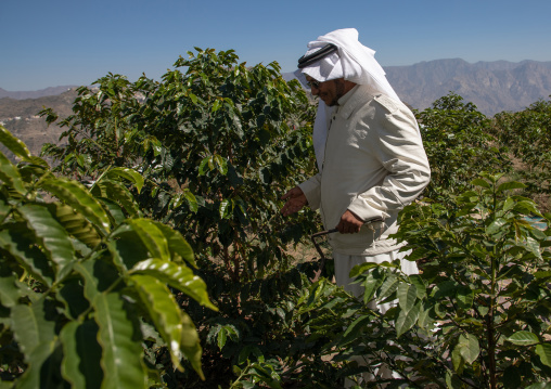 Saudi farmer in a coffee plantation, Jizan Province, Addayer, Saudi Arabia