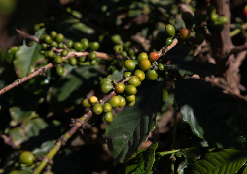 Coffee beans on plantation, Jizan Province, Addayer, Saudi Arabia