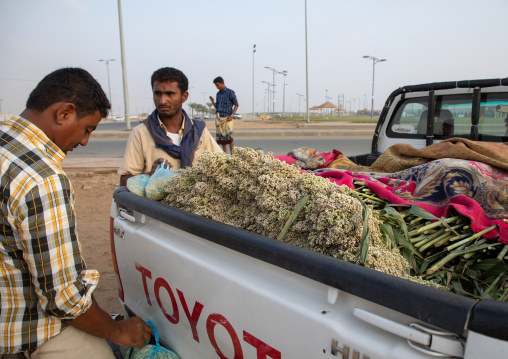 Men collecting corn and loading it in a car, Jizan Province, Sabya, Saudi Arabia