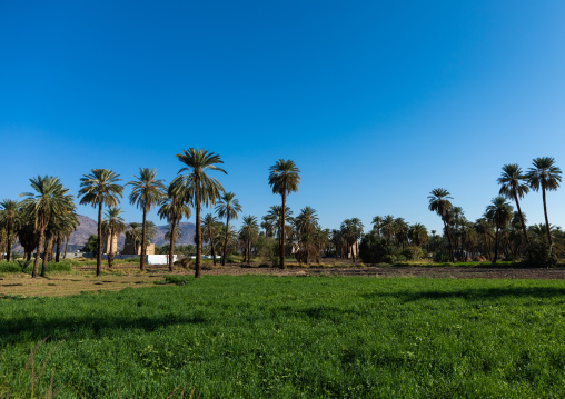 Local farm with palm trees, Najran Province, Najran, Saudi Arabia