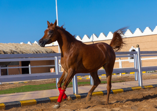 Arabian horse running in Alhazm stud, Najran Province, Khubash, Saudi Arabia