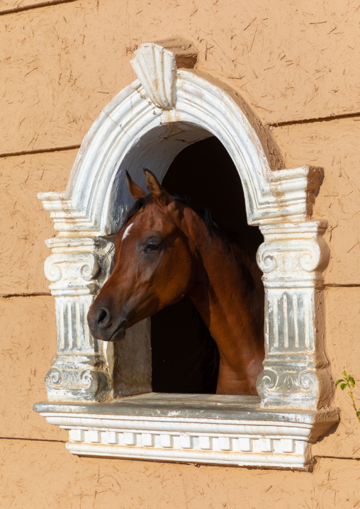 Arabian horse in its box rest in Alhazm stud, Najran Province, Khubash, Saudi Arabia