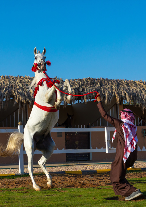 Arabian horse rearing up in alhazm stud, Najran Province, Khubash, Saudi Arabia