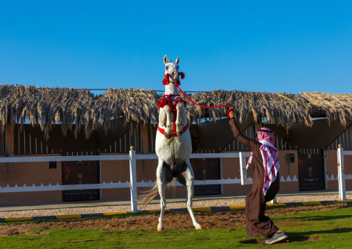 Arabian horse rearing up in alhazm stud, Najran Province, Khubash, Saudi Arabia