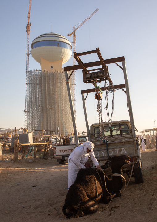Saudi man loading a camel in a Toyota car in the camel market in front of a water tower, Najran Province, Najran, Saudi Arabia