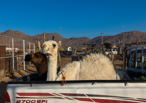 Camel loaded in the back of a Toyota car, Najran Province, Najran, Saudi Arabia