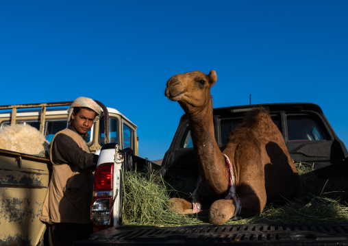 Saudi young man in the camel market, Najran Province, Najran, Saudi Arabia