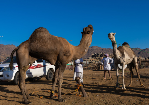 Saudi men in the camel market, Najran Province, Najran, Saudi Arabia