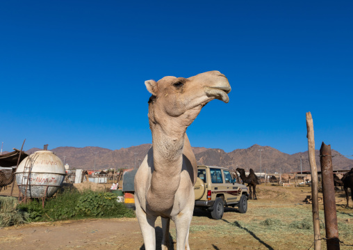 Camel market, Najran Province, Najran, Saudi Arabia