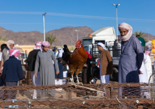 Saudi people in the bird and poultry market, Najran Province, Najran, Saudi Arabia