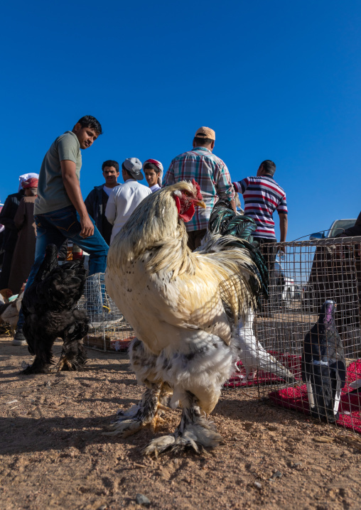 Saudi people in the bird and poultry market, Najran Province, Najran, Saudi Arabia