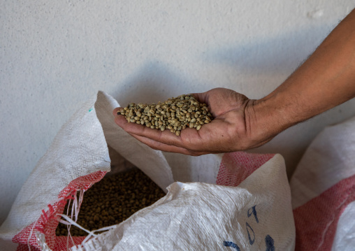 Yemeni coffee beans in the hand of a seller, Najran Province, Najran, Saudi Arabia