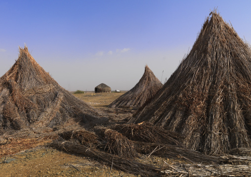 Sorghum drying in a farm, Jizan Province, Jizan, Saudi Arabia