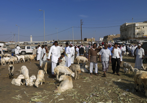 Animal market, Jizan Province, Sabya, Saudi Arabia