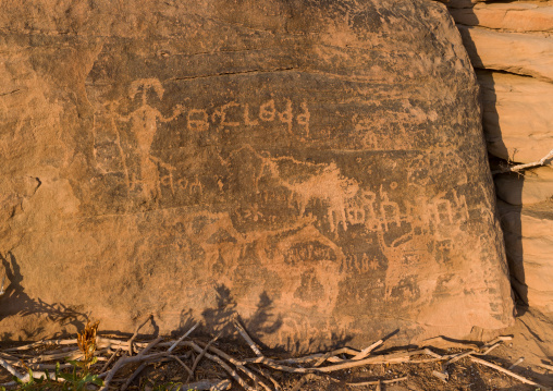 Camels and human petroglyphs, Najran Province, Najran, Saudi Arabia