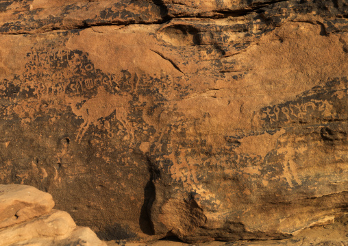 Petroglyphs rock art depicting camels, Najran Province, Najran, Saudi Arabia