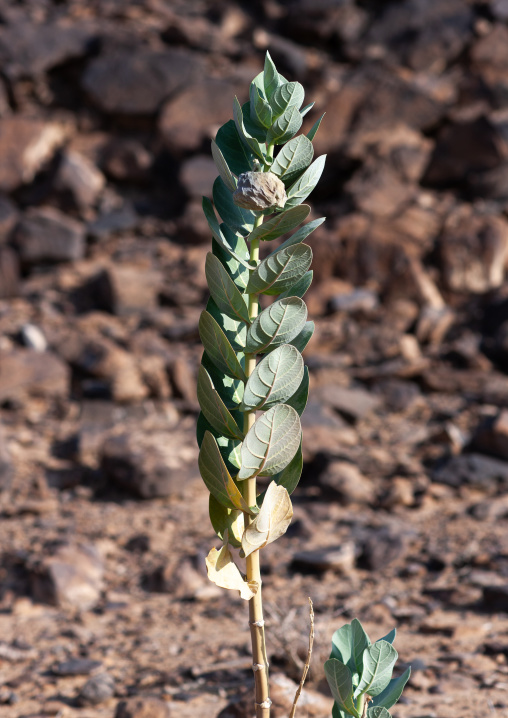 Calotropis procera plant with dried fruit, Najran Province, Najran, Saudi Arabia