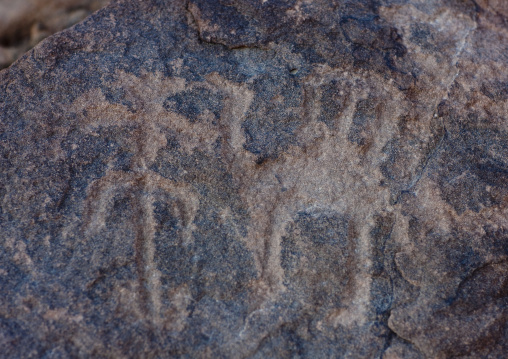 Petroglyphs on a rock depicting a camel, Najran Province, Abar Himma, Saudi Arabia