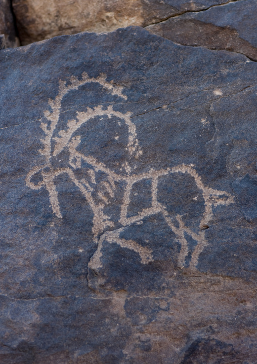 Petroglyphs on a rock depicting an ibex, Najran Province, Abar Himma, Saudi Arabia