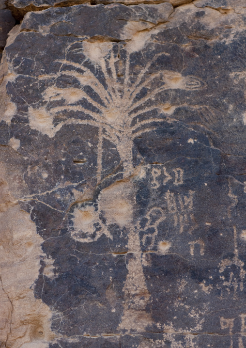 Petroglyphs on a rock depicting a palm tree, Najran Province, Abar Himma, Saudi Arabia