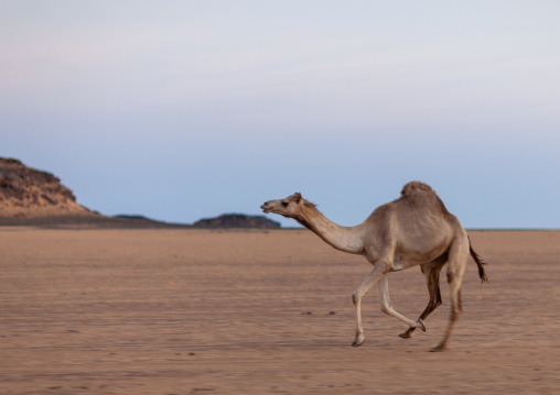 Camel running in the desert, Najran Province, Najran, Saudi Arabia