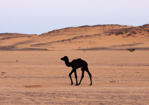 Baby camel running in the desert, Najran Province, Najran, Saudi Arabia