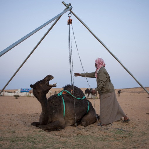 Saudi man loading a camel in a car, Al-Jawf Province, Sakaka, Saudi Arabia