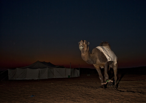Camel in the desert at night, Al-Jawf Province, Sakaka, Saudi Arabia