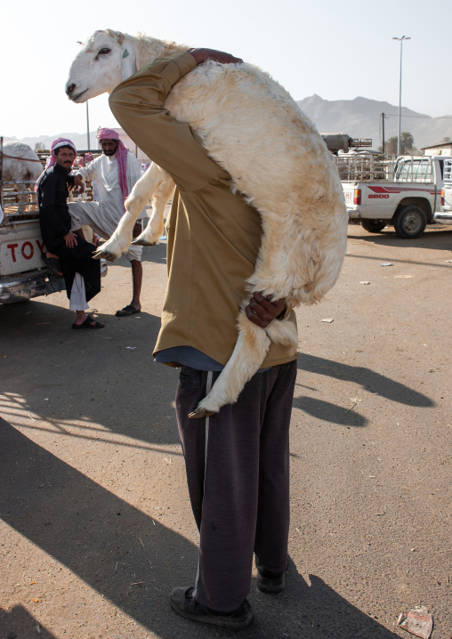 Man carrying a sheep on his back in a market, Najran Province, Najran, Saudi Arabia