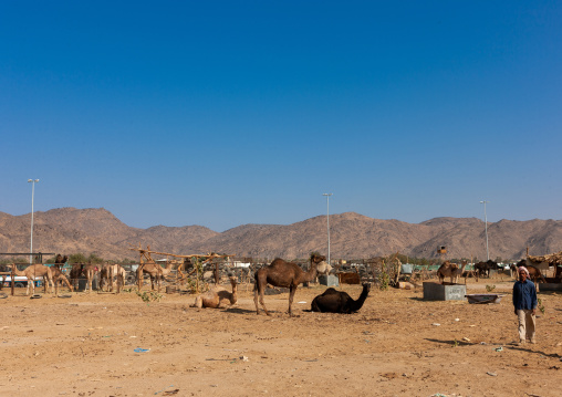 Camel market outside of the city, Najran Province, Najran, Saudi Arabia