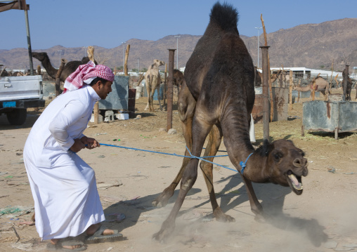 Saudi man loading a camel in a car, Najran Province, Najran, Saudi Arabia