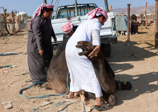 Saudi men taking care of an angry camel in a market, Najran Province, Najran, Saudi Arabia