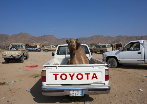 Camel in a Toyota car, Najran Province, Najran, Saudi Arabia