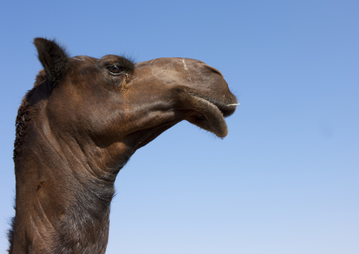 Camel head, Najran Province, Najran, Saudi Arabia