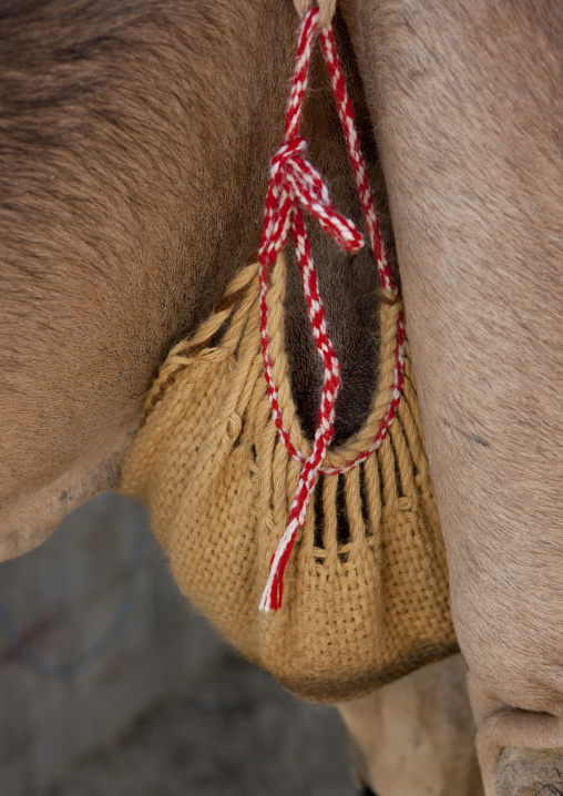 Camel udders protected with a bag, Najran Province, Najran, Saudi Arabia