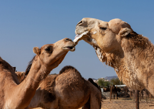 Camel in a rut, Najran Province, Najran, Saudi Arabia
