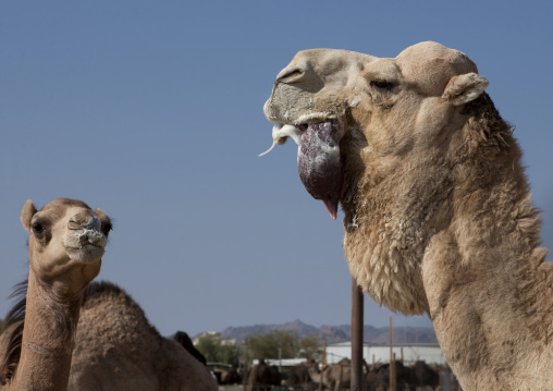 Camels in the market, Najran Province, Najran, Saudi Arabia