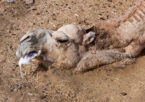Camel in a rut, Najran Province, Najran, Saudi Arabia